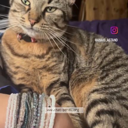 Photo 2/2 Caline Chat perdu à Montreuil