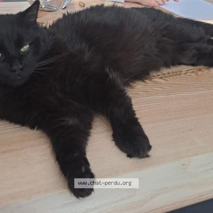 Photo 1/1 Elba Chat perdu à Courtedoux