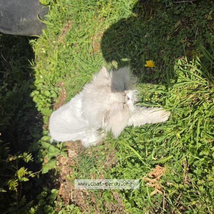 Photo 1/1 Mozart Chat perdu à Vallangoujard