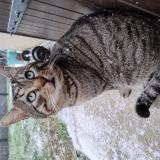 Photo de chat perdu à Villecresnes