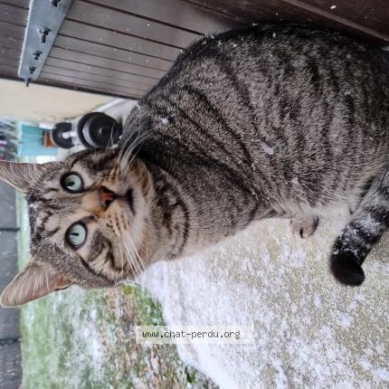 Photo 1/1 Kit Chat perdu à Villecresnes