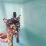 Photo de chat trouvé à Perpignan