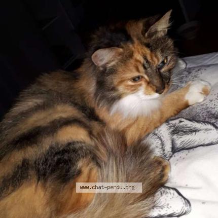 Photo 1/1 Tigrette Chat perdu à Saint leopardin d augy