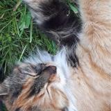 Photo de chat perdu à Saint Leopardin D Augy