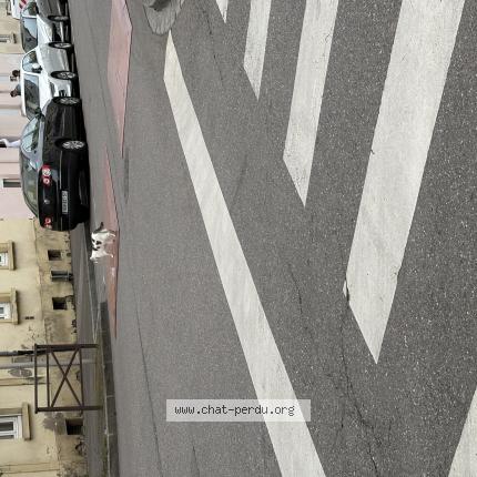 Photo 1/5 Chat trouvé Trouvé à Metz