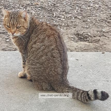 Photo 2/2 Chat trouvé Trouvé à Colayrac saint cirq