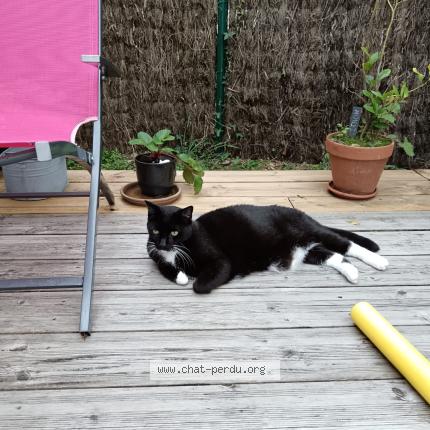 Photo 1/1 Mighty Chat perdu à Bouaye