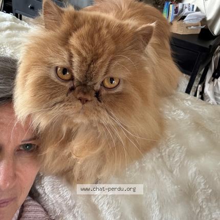 Photo 1/1 Tara Chat perdu à Boursonne