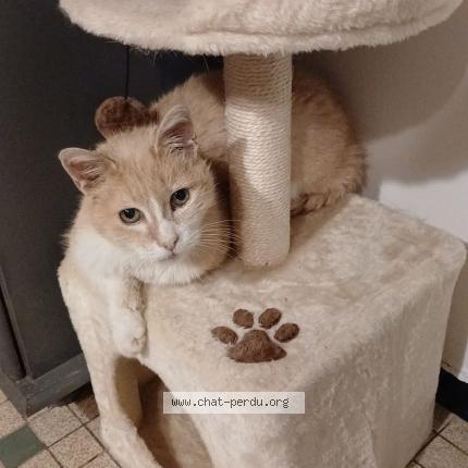 Photo 1/1 Garfield Chat perdu à La boissiere en gatine