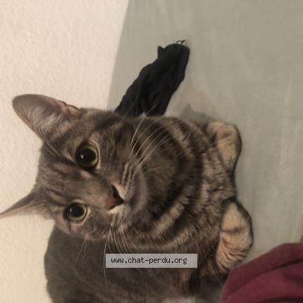 Photo 1/1 Loki Chat perdu à Rumersheim