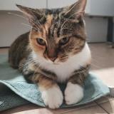 Photo de chat perdu à Saint Paul Les Durance