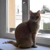 Photo de chat perdu à Loriol Du Comtat