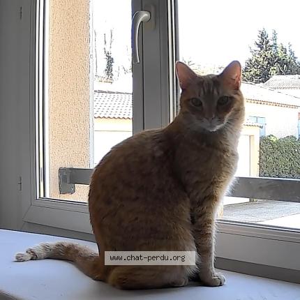 Photo 1/1 Jerry Chat perdu à Loriol du comtat