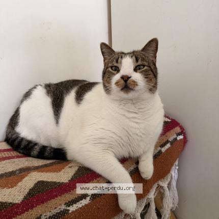 Photo 1/1 Timo Chat perdu à Saint meen le grand