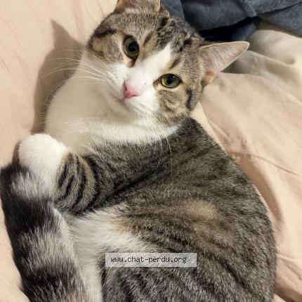 Photo 1/1 Snow Chat perdu à Bretigny sur orge