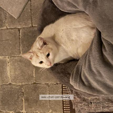 Photo 1/1 Christelle Chat perdu à Cires lès mello