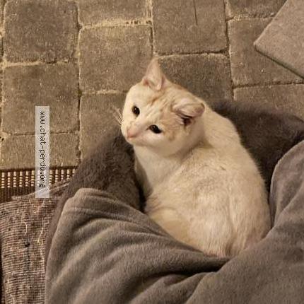 Photo 1/3 Edward Chat perdu à Cires les mello le tillet