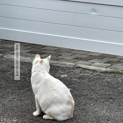 Photo 2/3 Edward Chat perdu à Cires les mello le tillet