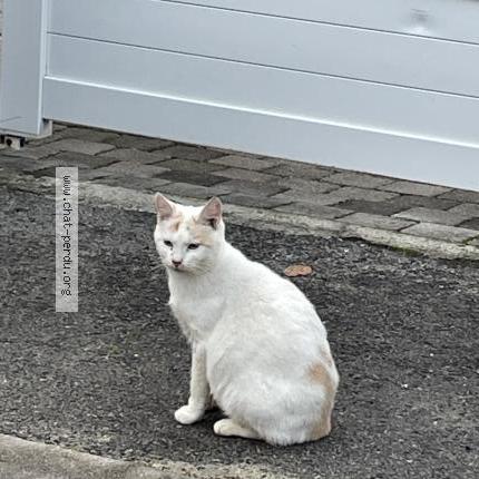 Photo 3/5 Edward Chat perdu à Cires Les Mello Le Tillet