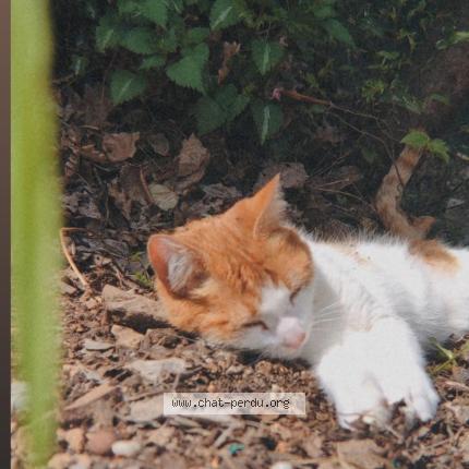 Photo 1/1 Heaven Chat perdu à Le rouret
