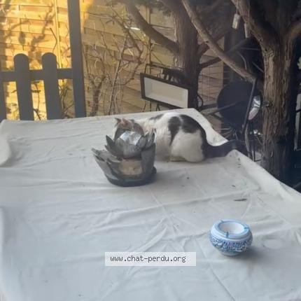 Photo 1/1 Chat trouvé Trouvé à Bessancourt