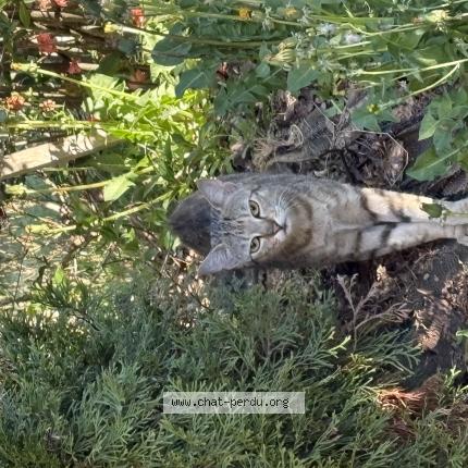 Photo 1/1 Chat trouvé Trouvé à Saint fiel