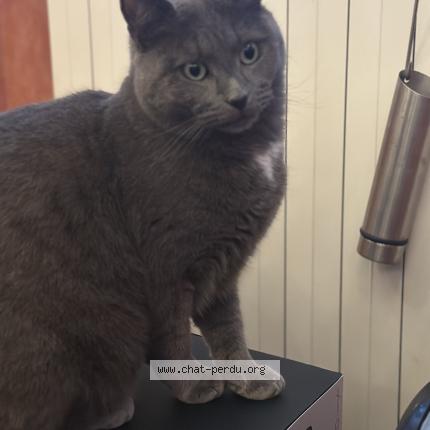 Photo 1/1 Baki Chat perdu à Mitry mory