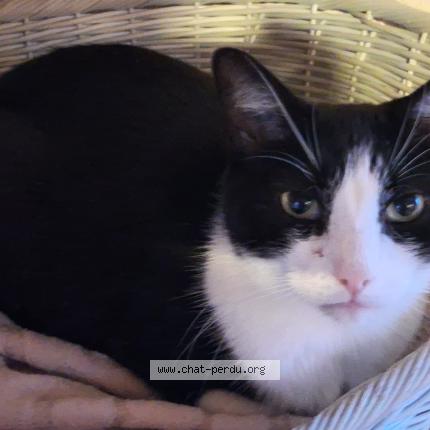 Photo 1/1 Tac Chat perdu à Aire sur la lys