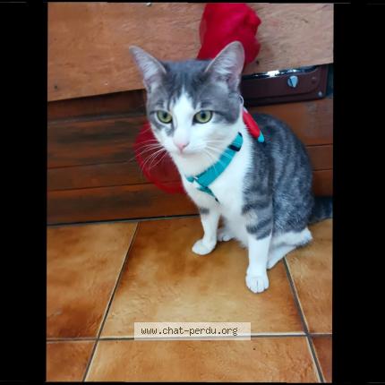 Photo 1/1 Laure Dahlal Chat perdu à Morsang sur orge