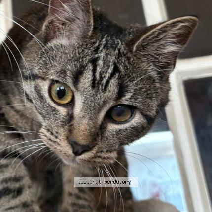 Photo 1/1 Athena Chat perdu à Massy