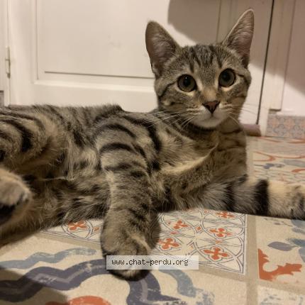 Photo 1/1 Guness Chat perdu à Saint gregoire