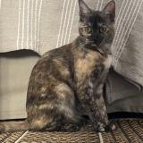 Photo de chat perdu à Bondy