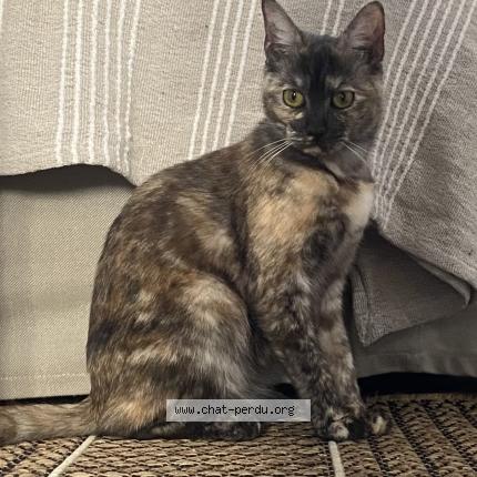 Photo 1/1 Nil Chat perdu à Bondy