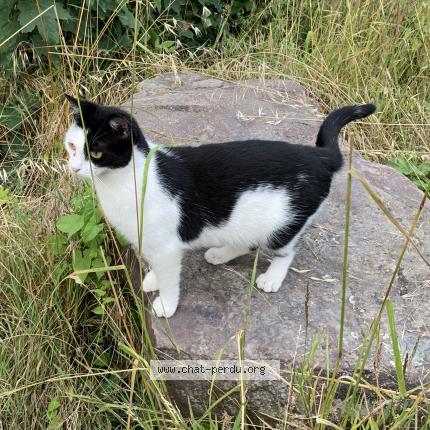 Photo 1/1 Nami Chat perdu à Caen