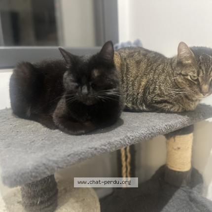 Photo 1/1 Gribouille Chat perdu à Saint laurent de la pree