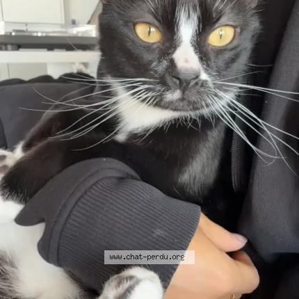 Photo 1/1 Happy Chat perdu à Montpellier