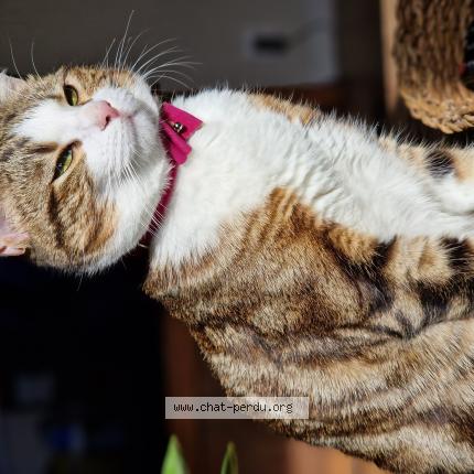 Photo 1/1 MINA Chat perdu à Bourg de thizy