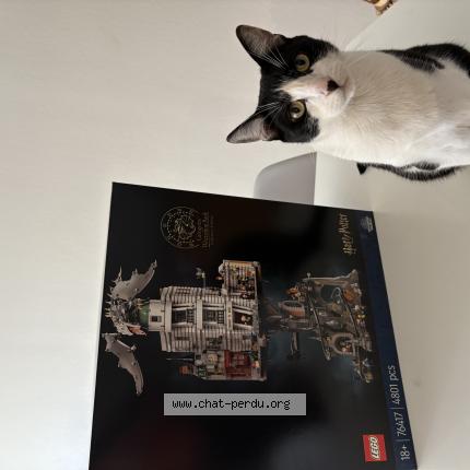 Photo 1/1 Pirate Chat perdu à Reims