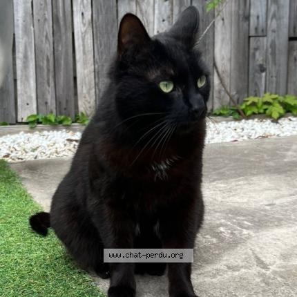 Photo 1/1 Baghera Chat perdu à Bondoufle