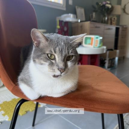 Photo 1/1 RIO Chat perdu à Beaucourt