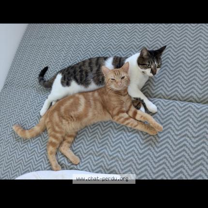 Photo 1/1 Mallow Chat perdu à Damvix