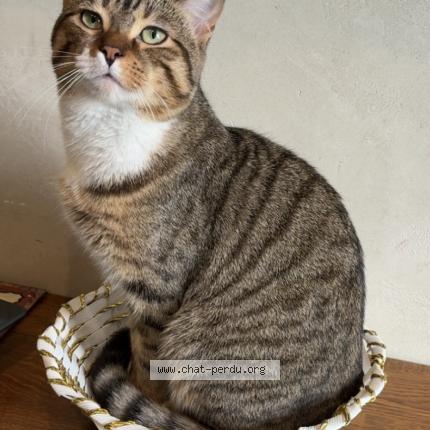 Photo 1/1 Suna Chat perdu à Vitry sur seine