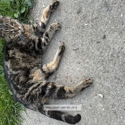 Photo 1/1 Chat trouvé Trouvé à Ecorcei
