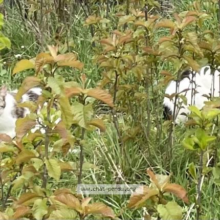 Photo 1/1 Chat trouvé Trouvé à Brie comte robert