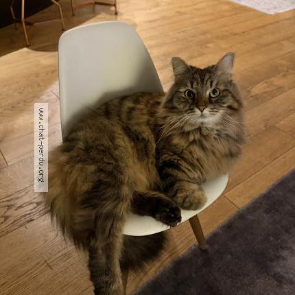 Photo 1/1 Ulys Chat perdu à Toulouse