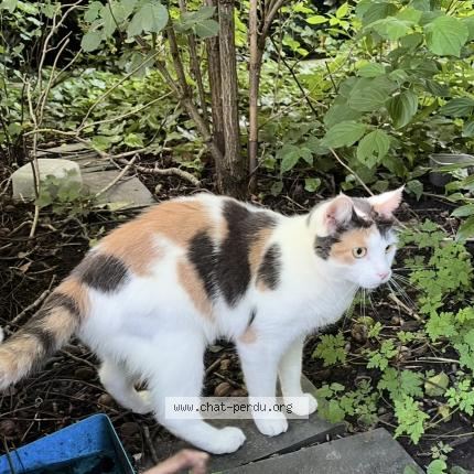 Photo 1/1 Umy Chat perdu à Perenchies