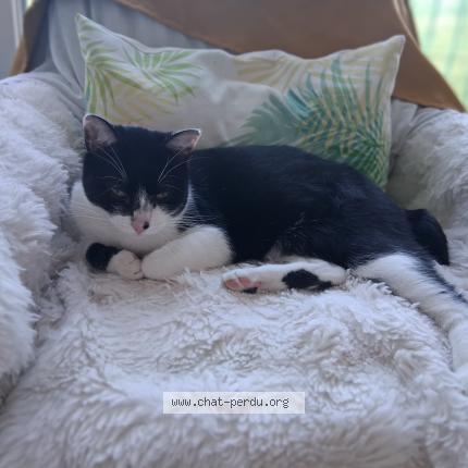 Photo 1/1 Bistou Chat perdu à Tarbes