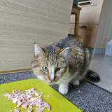 Photo de chat perdu à Mettet