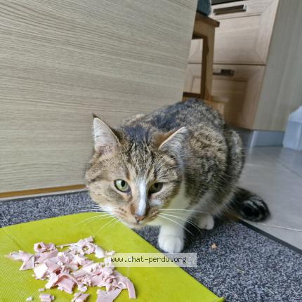 Photo 1/1 Roméo Chat perdu à Mettet