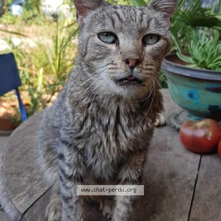 Photo 1/1 TOZ Chat perdu à Orange